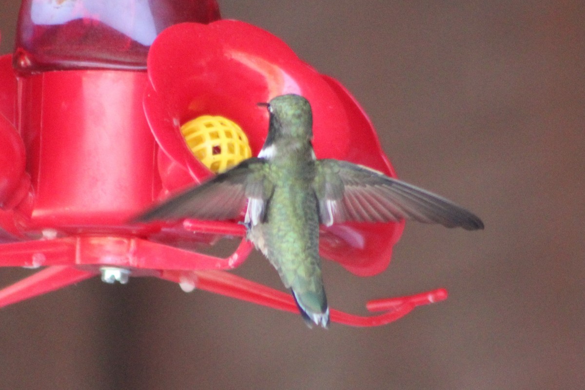 Black-chinned Hummingbird - ML340725651
