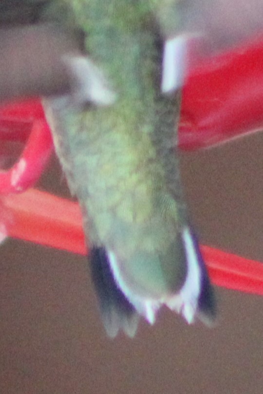 Black-chinned Hummingbird - ML340726321