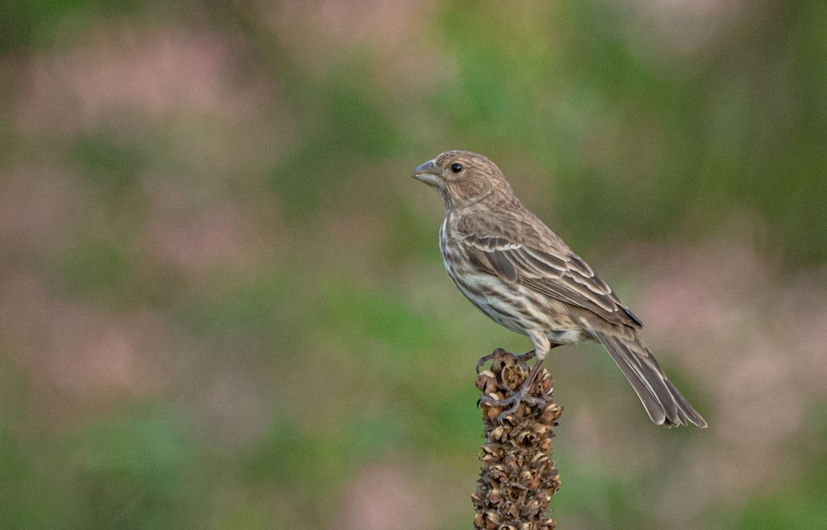 House Finch - ML340726711