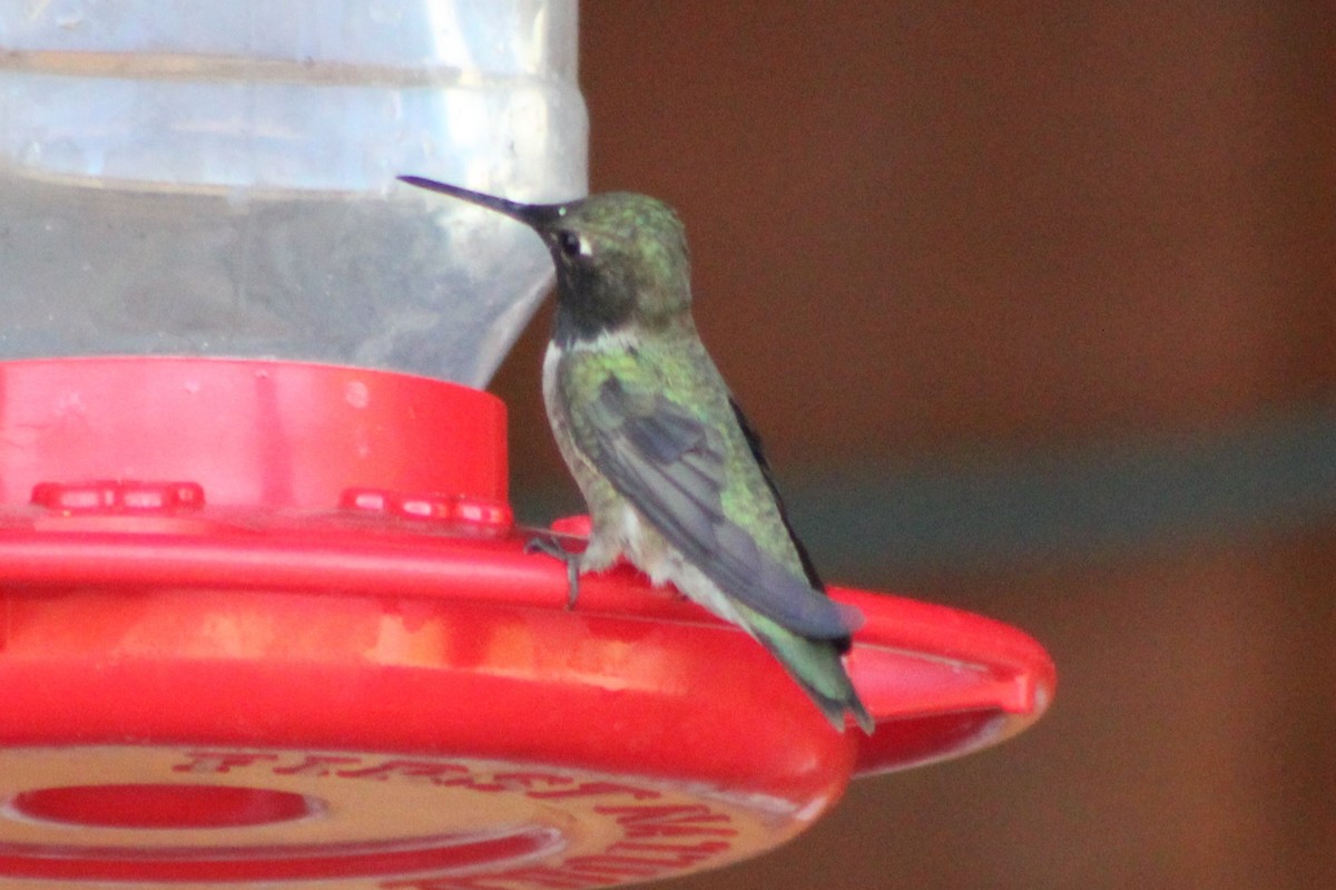 Black-chinned Hummingbird - ML340726981