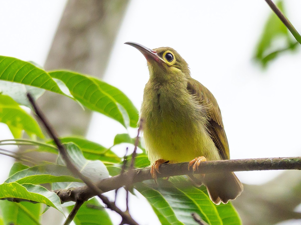 Spectacled Spiderhunter - Karyne Wee