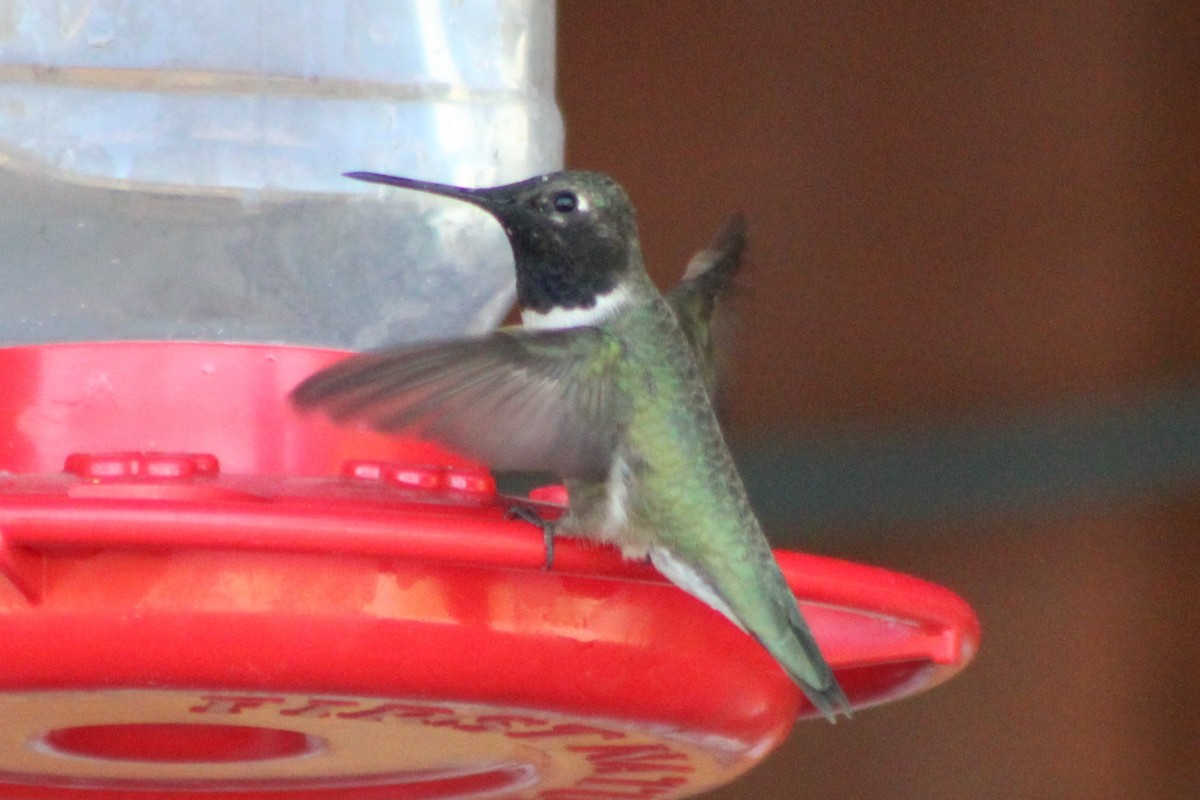 Black-chinned Hummingbird - ML340727211