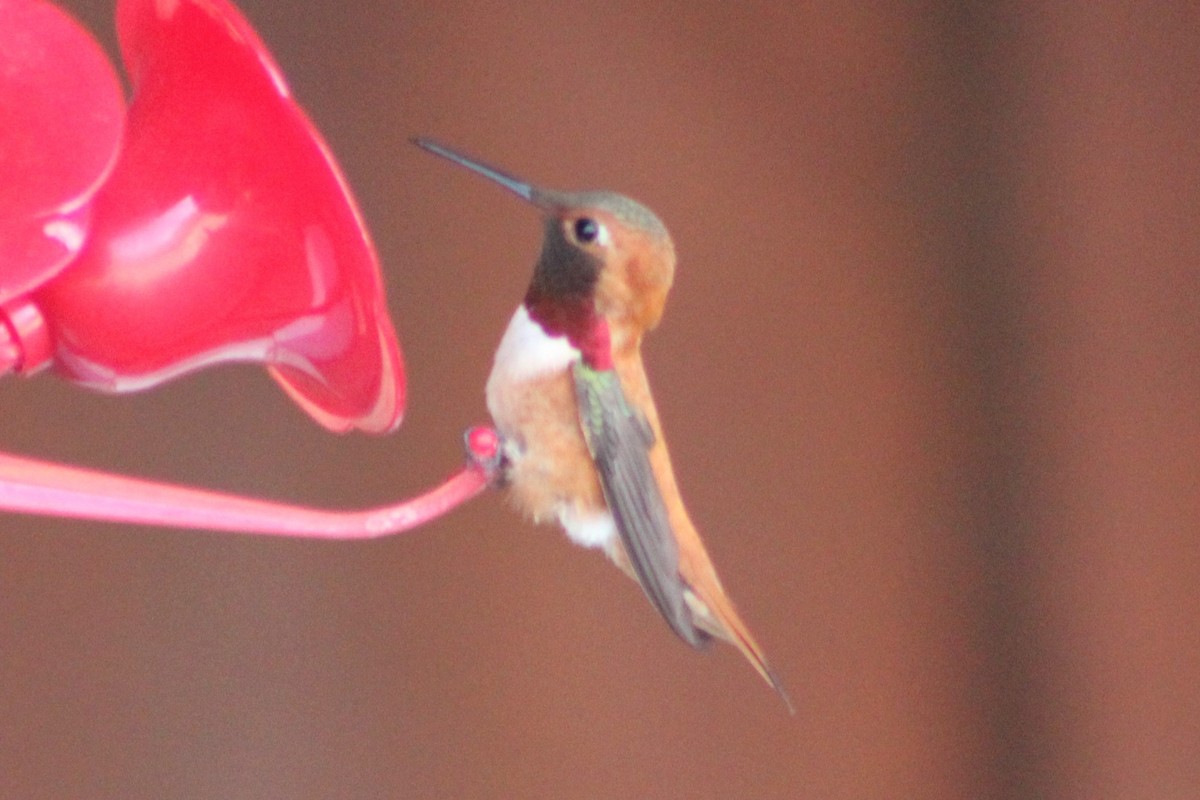 Rufous Hummingbird - ML340727311