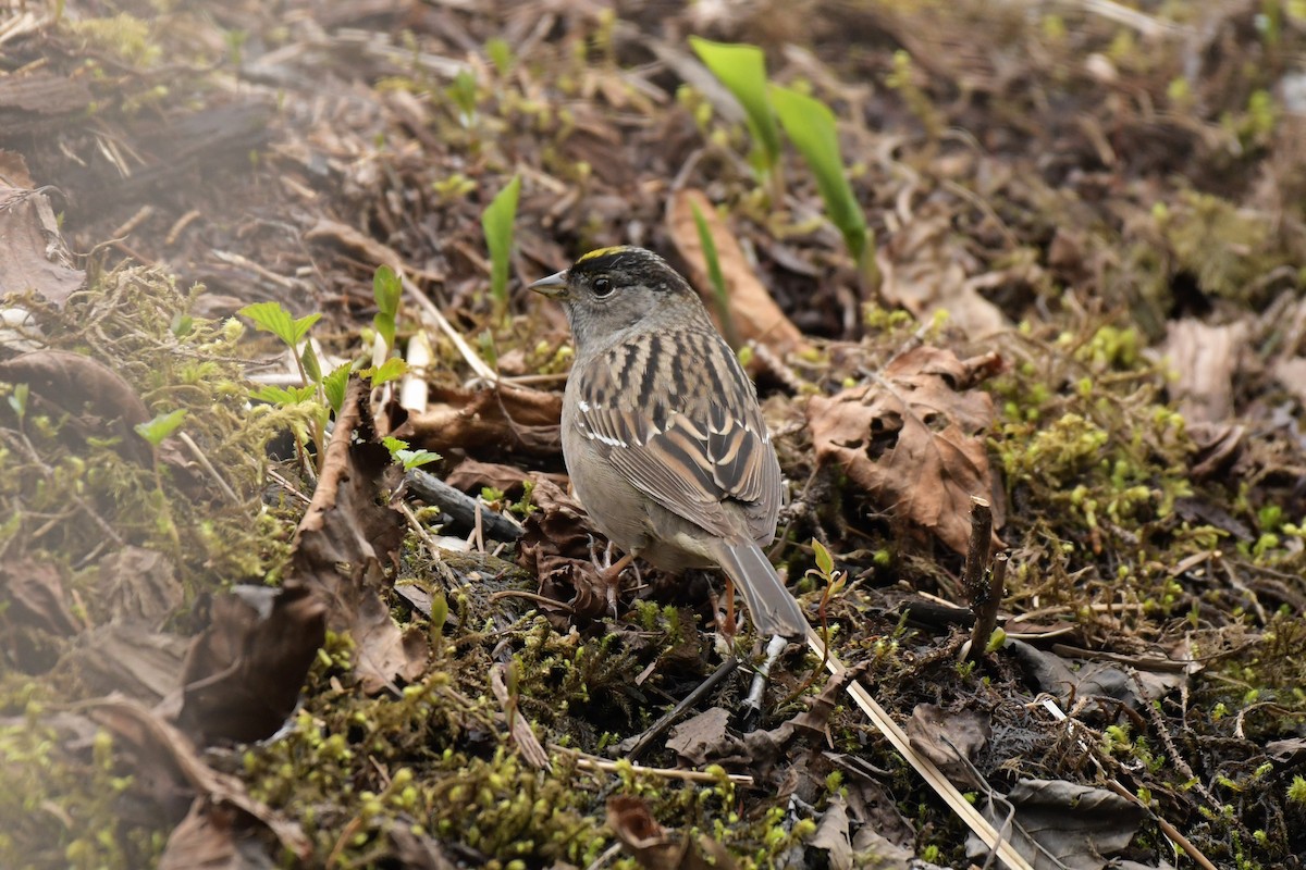 Golden-crowned Sparrow - ML340729091