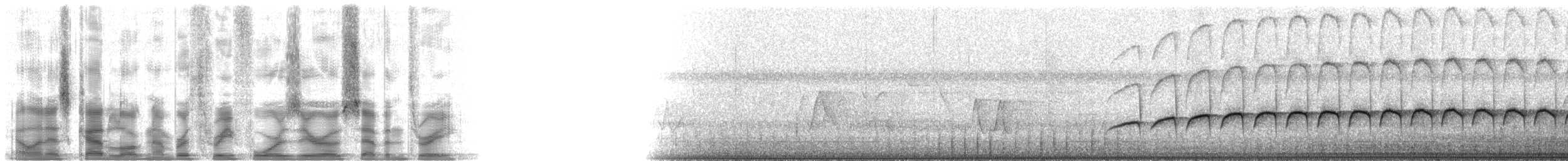 Large-tailed Antshrike - ML34073