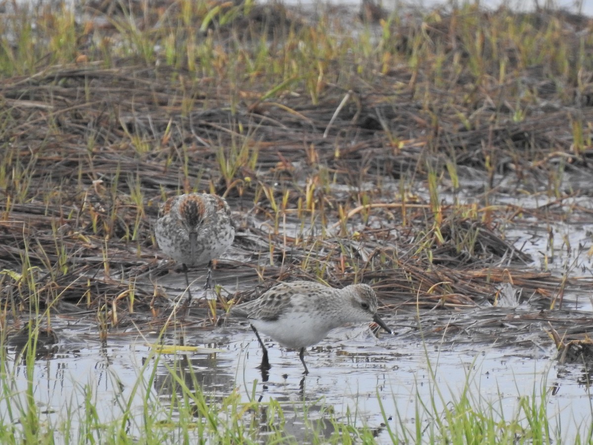 Semipalmated Sandpiper - Laura Burke