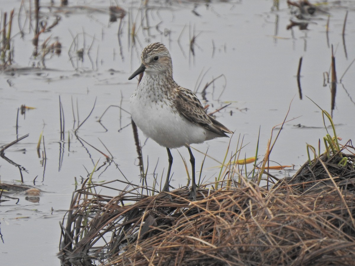 Semipalmated Sandpiper - ML340730681