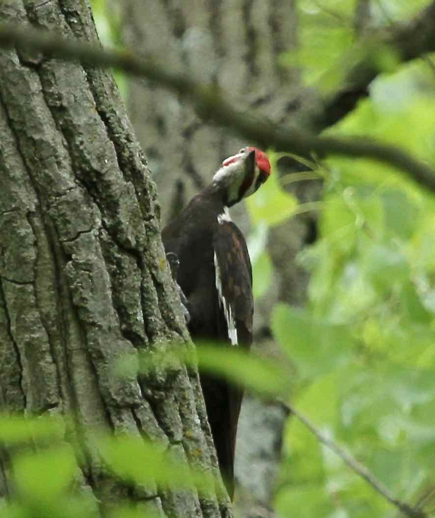 Pileated Woodpecker - ML340731121