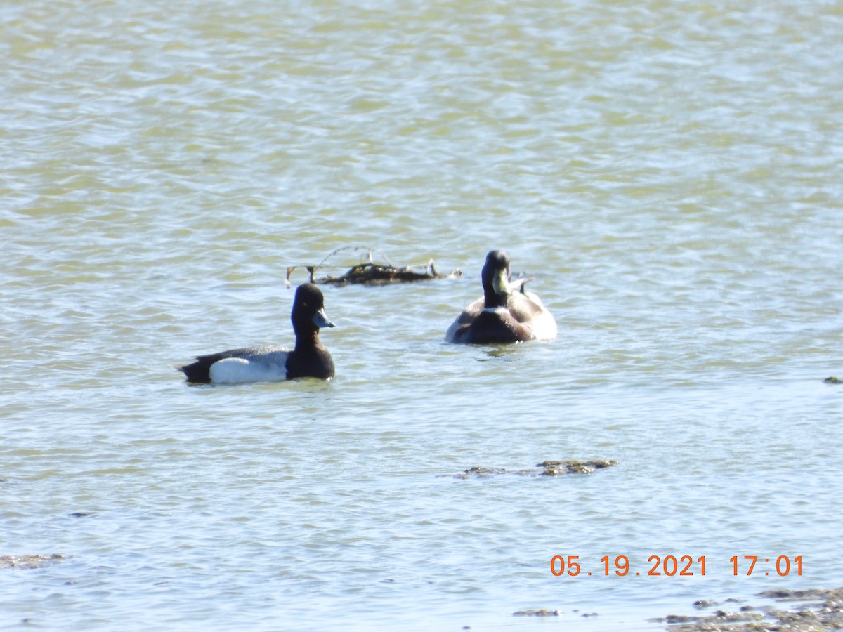 Canard colvert - ML340733591