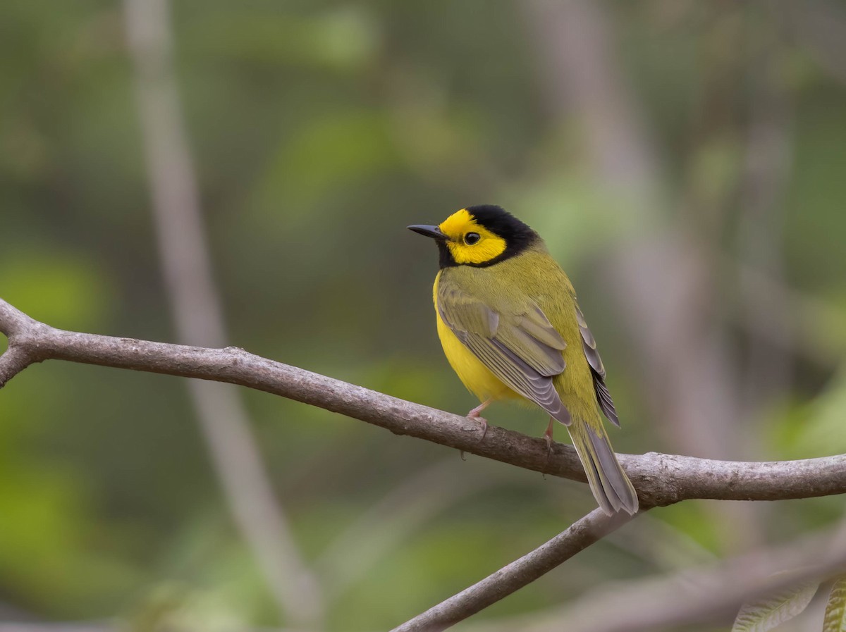 Hooded Warbler - ML340734901