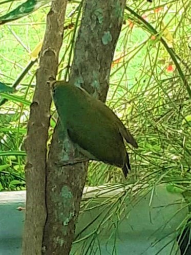 Pin-tailed Manakin - ML340735521