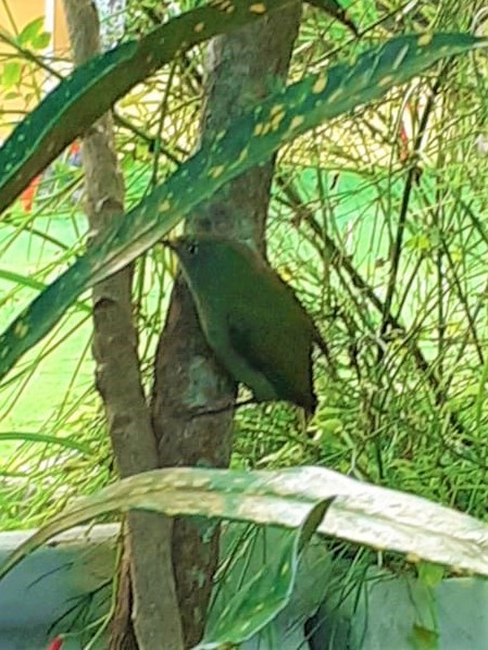 Pin-tailed Manakin - ML340735531