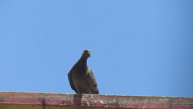 Rock Pigeon (Feral Pigeon) - ML340736181