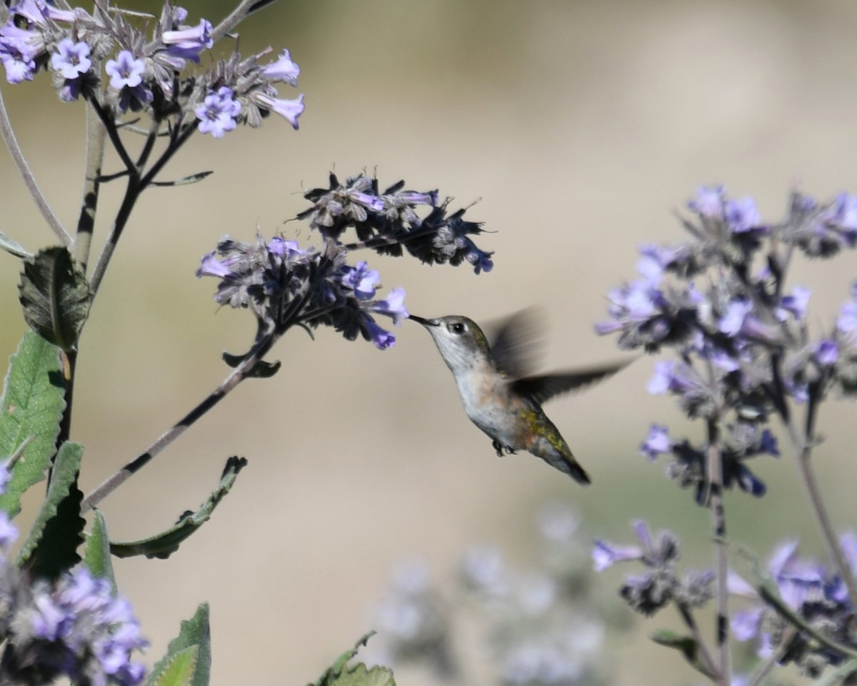 Colibrí Calíope - ML340738921