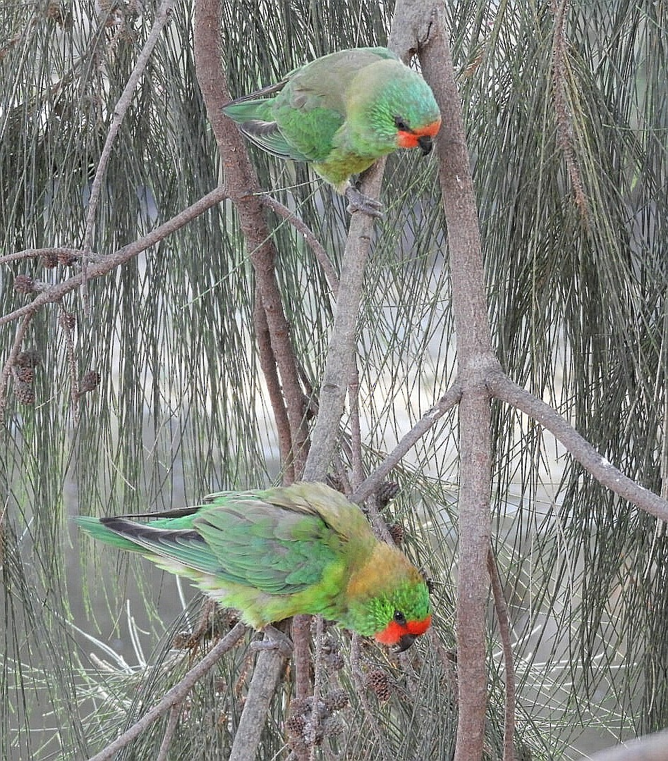 Little Lorikeet - ML340740081