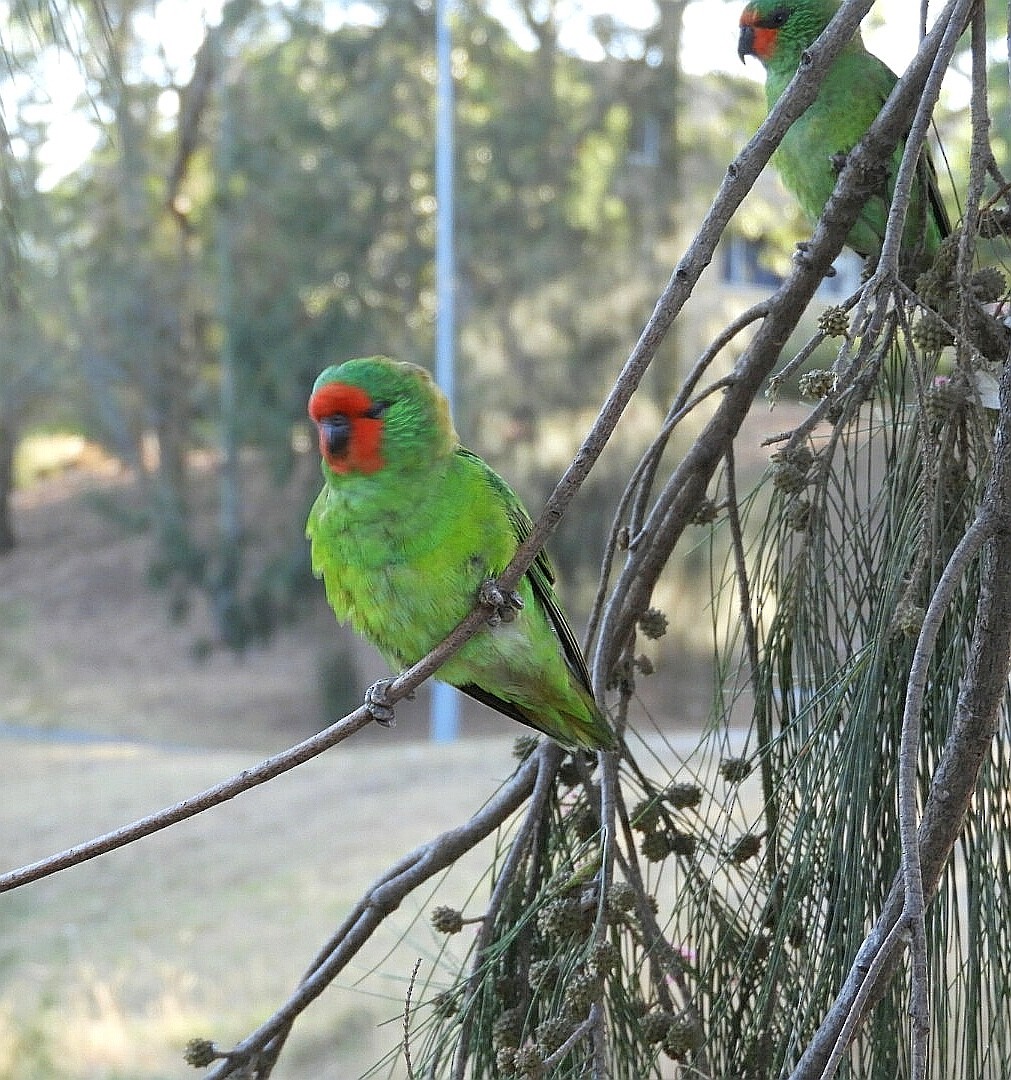 Little Lorikeet - ML340740101