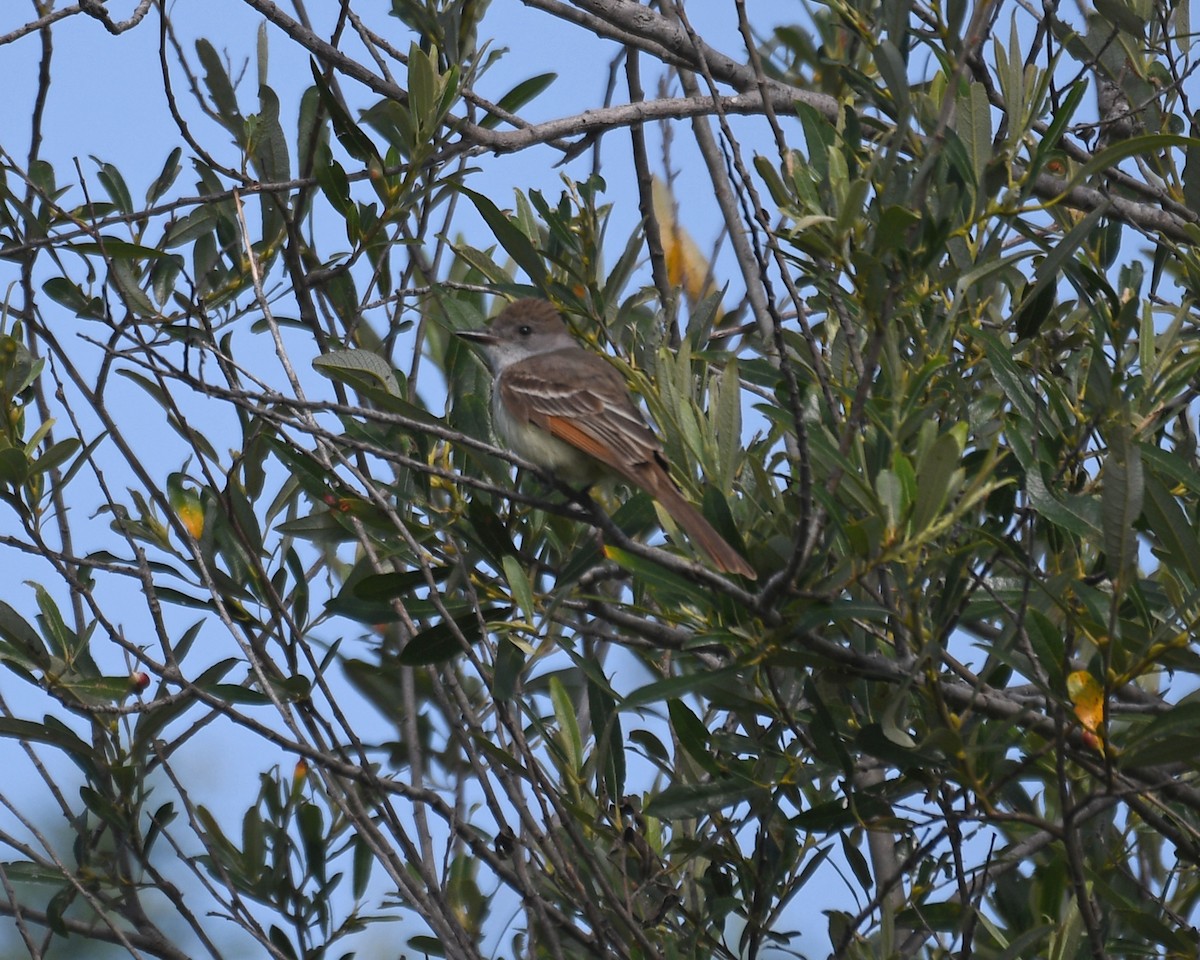 Ash-throated Flycatcher - ML340740401