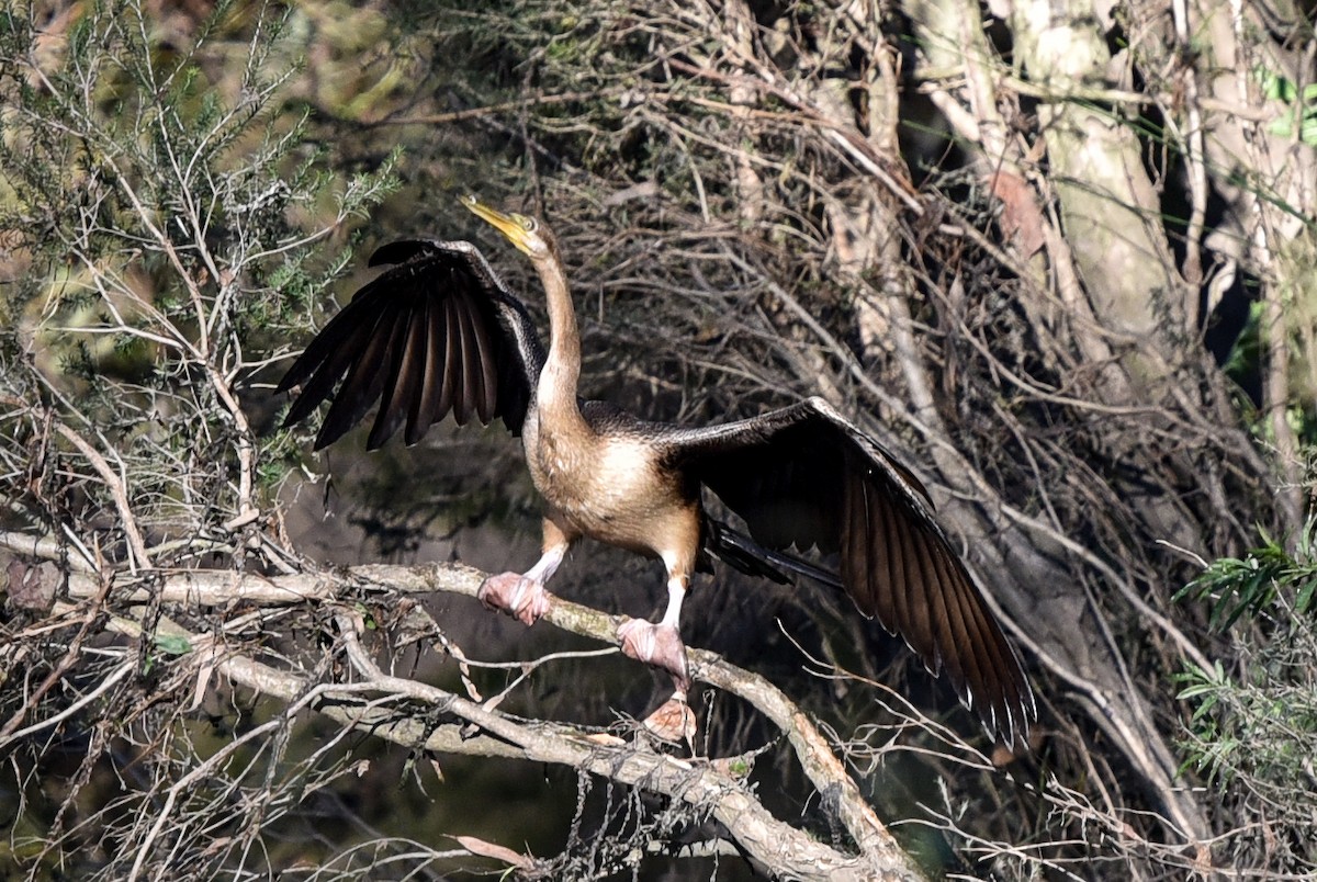 anhinga australská - ML340740591