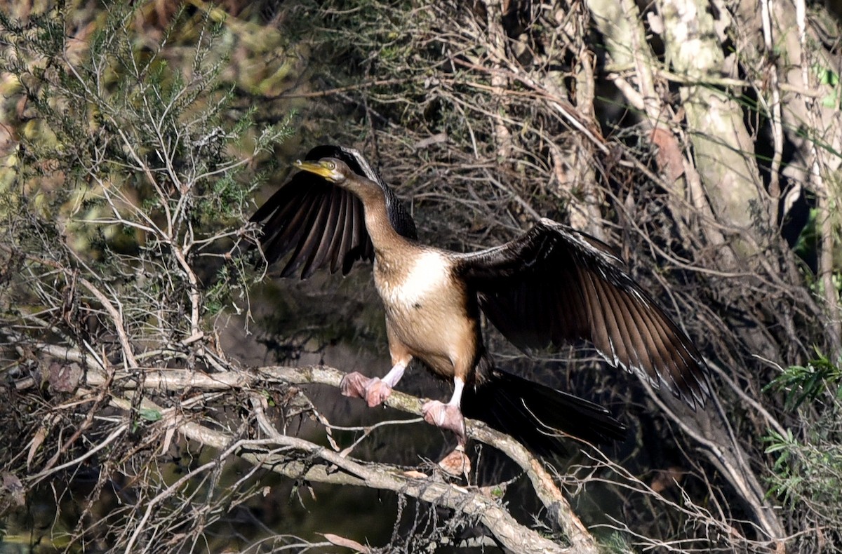 anhinga australská - ML340740601