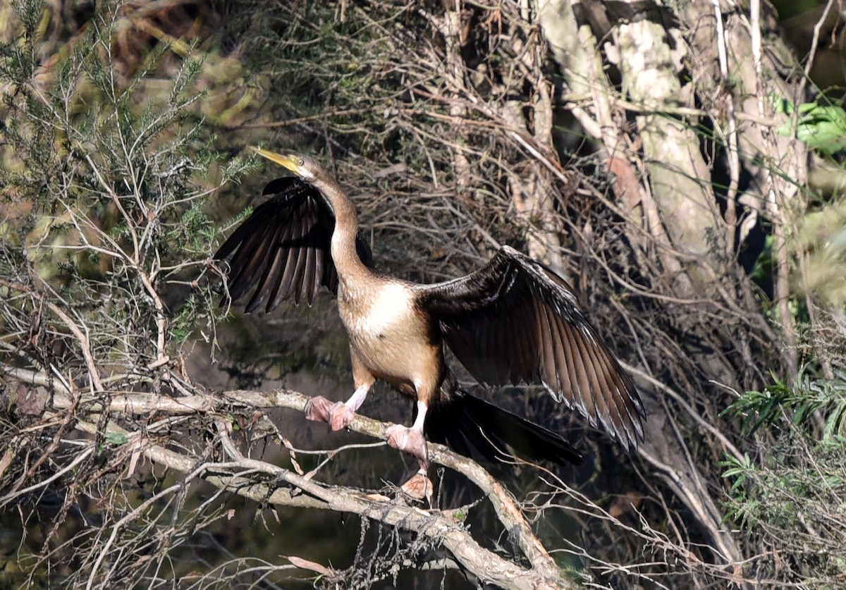 Austral-Schlangenhalsvogel - ML340740611