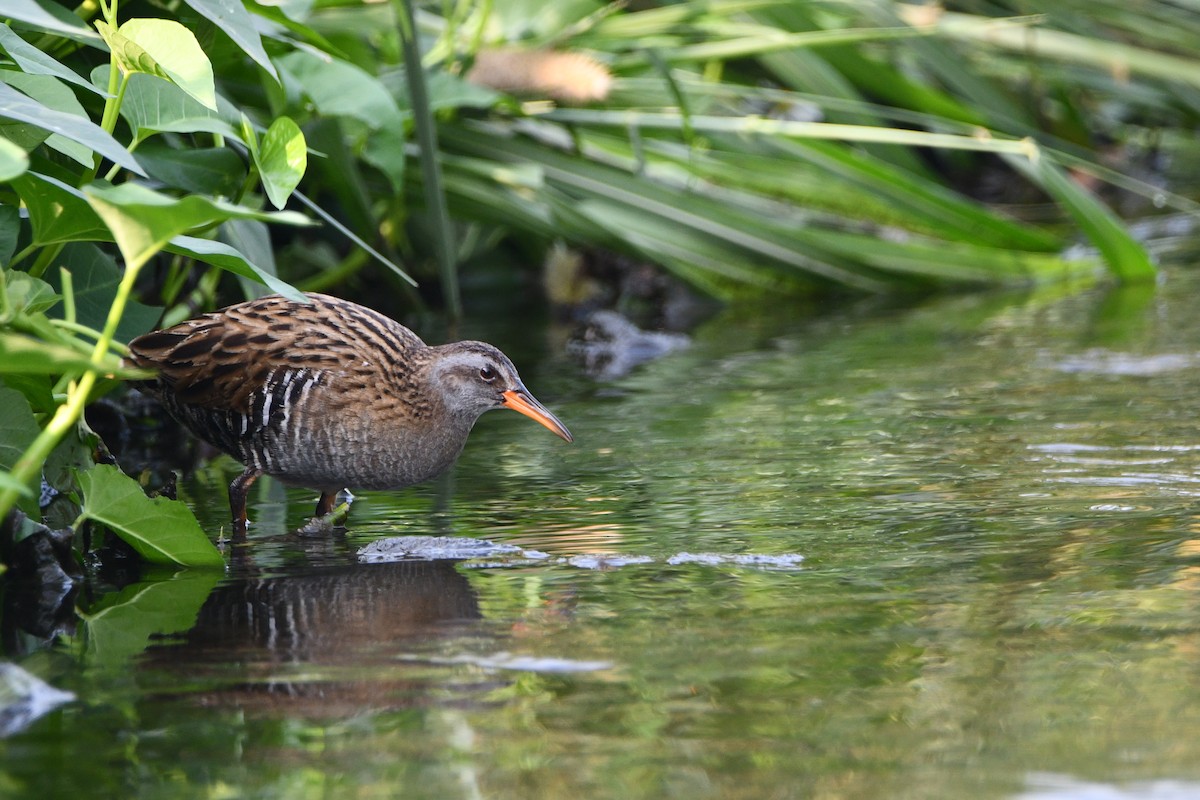 Brown-cheeked Rail - ML340740621