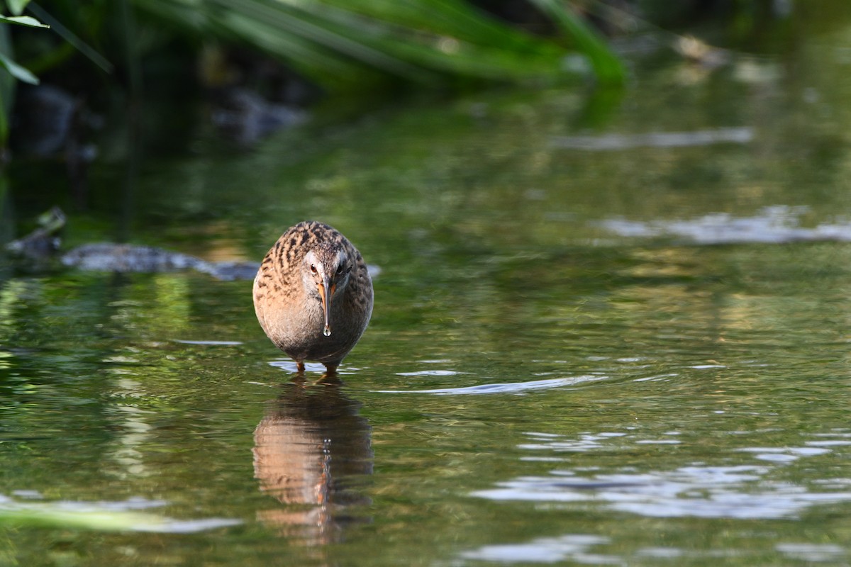 Brown-cheeked Rail - ML340740701