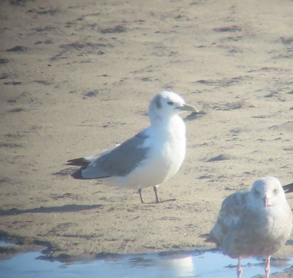 Black-legged Kittiwake - ML340741101