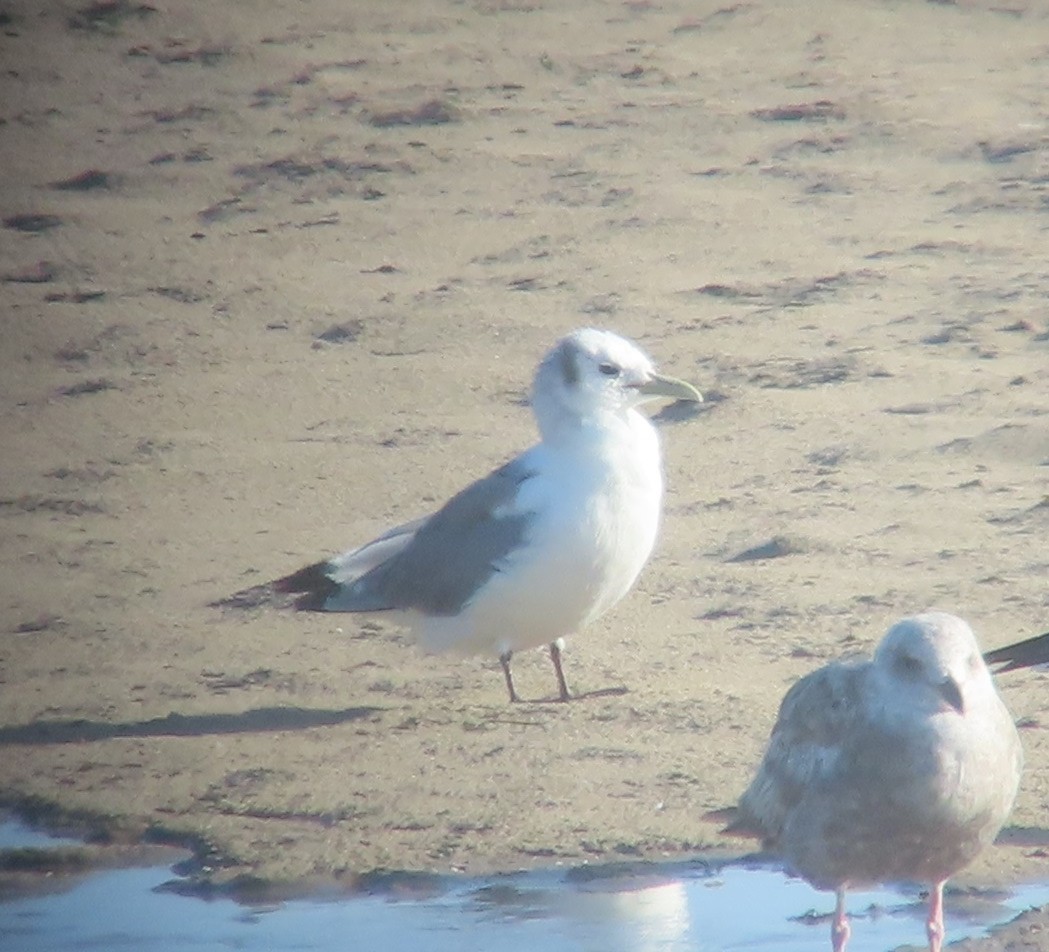 Black-legged Kittiwake - ML340741111