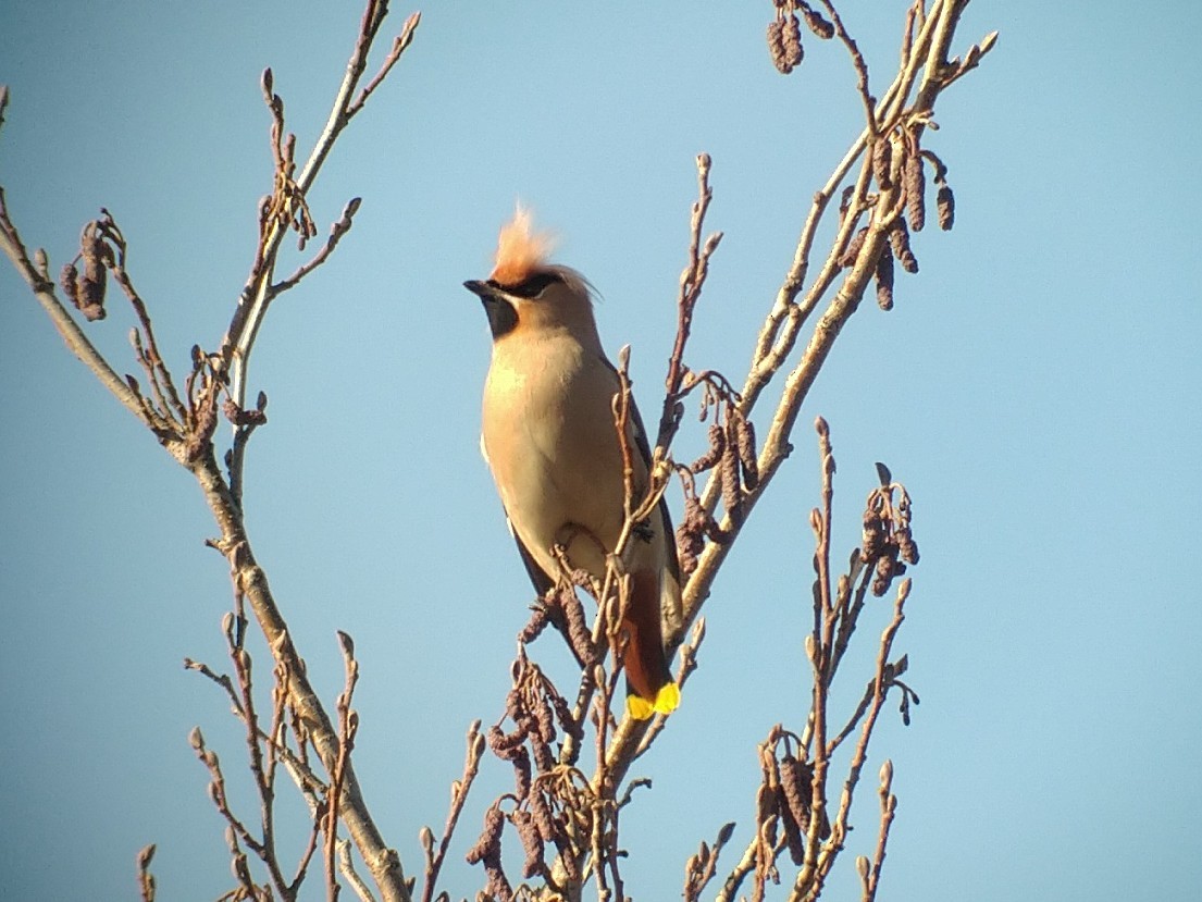 Bohemian Waxwing - Peter Lantz