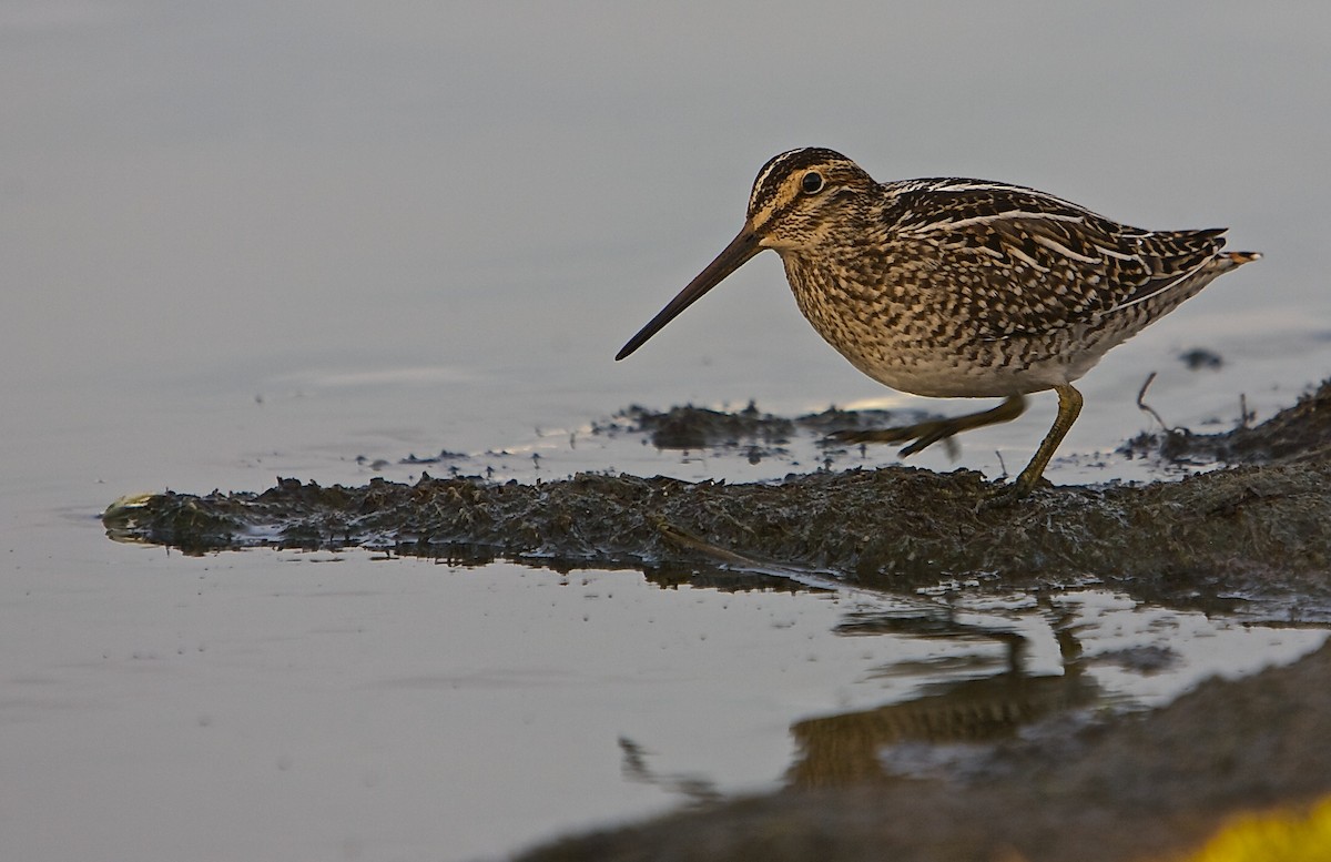 Magellanic Snipe - Dominic Garcia-Hall