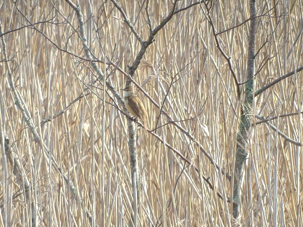 Great Reed Warbler - ML340742301