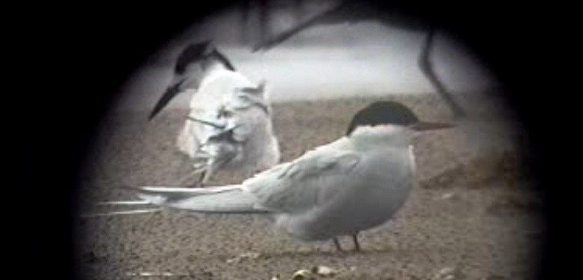 Arctic Tern - ML34074241