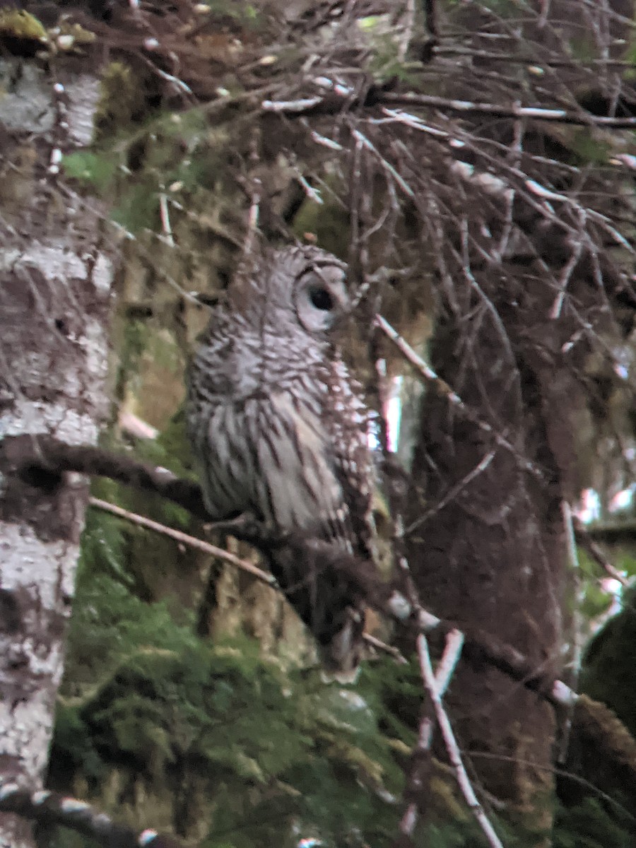 Barred Owl - ML340743031