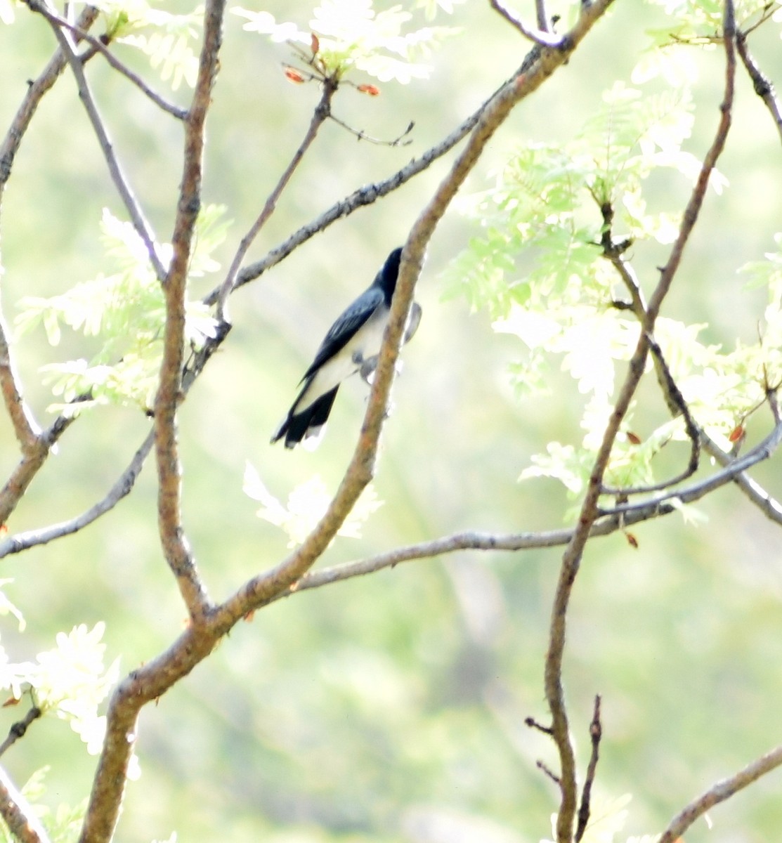 Black-headed Cuckooshrike - ML340743571