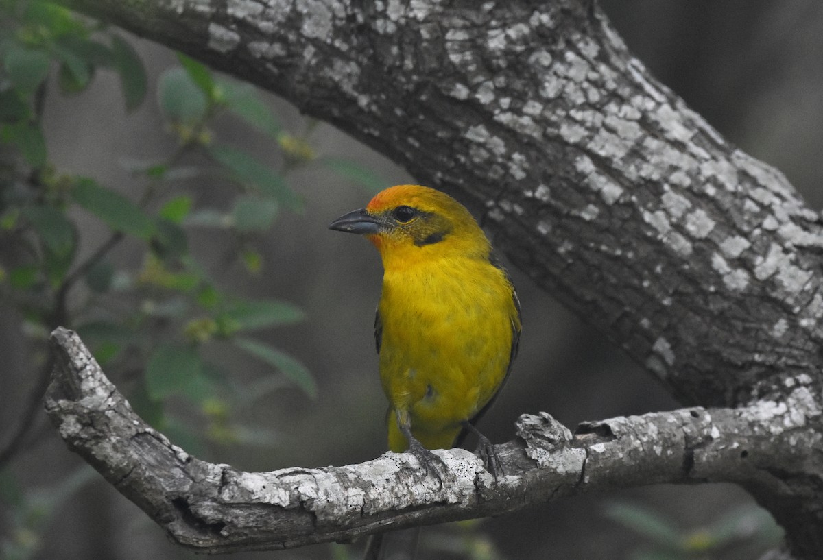 Flame-colored Tanager - Christopher Lindsey