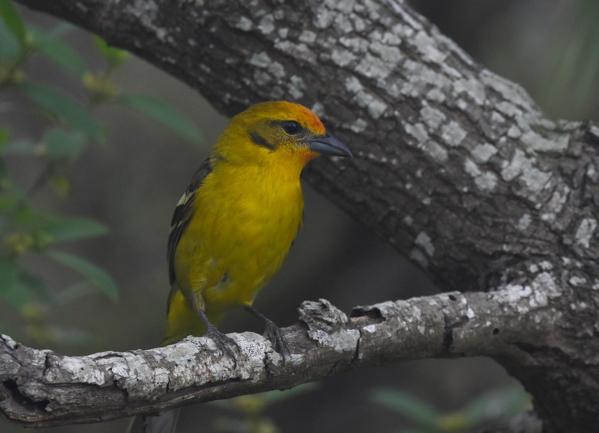 Flame-colored Tanager - Christopher Lindsey