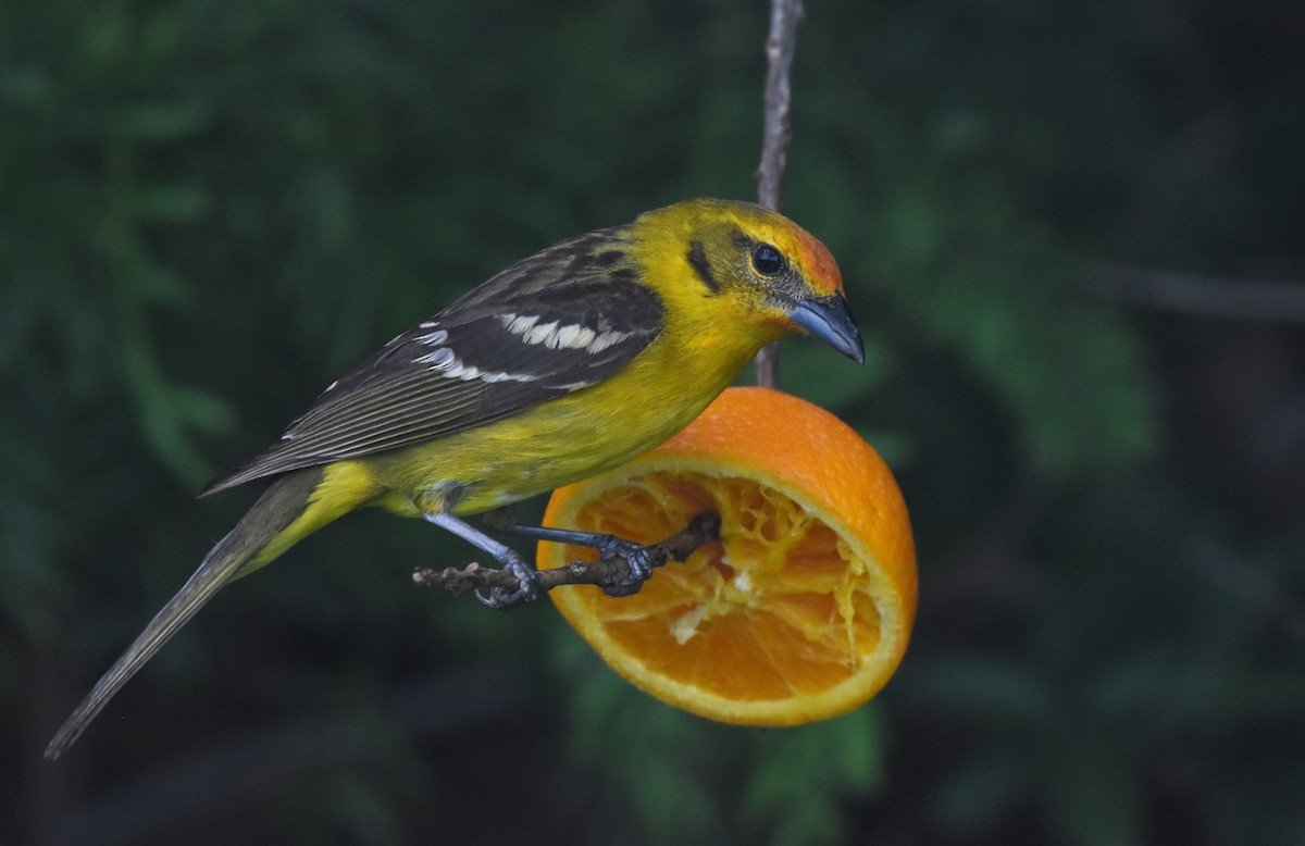 Flame-colored Tanager - Christopher Lindsey