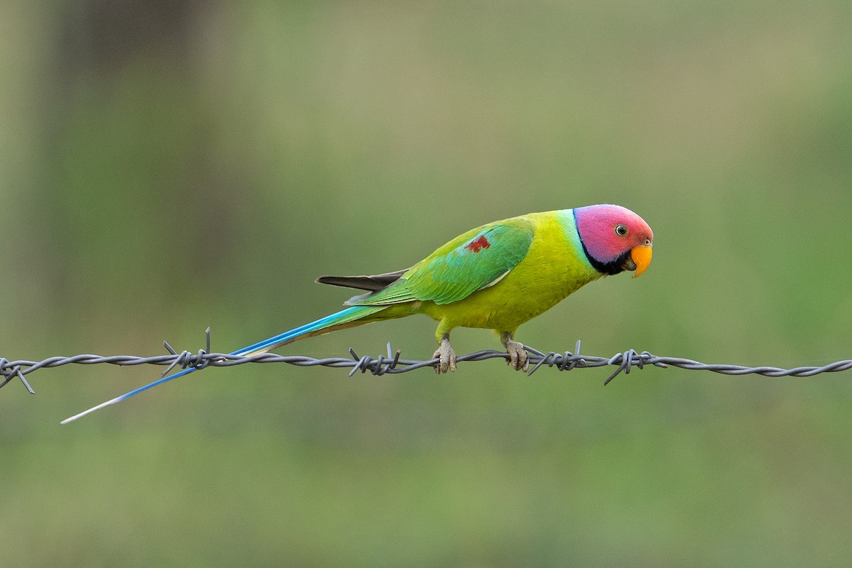 Plum-headed Parakeet - ML340744081