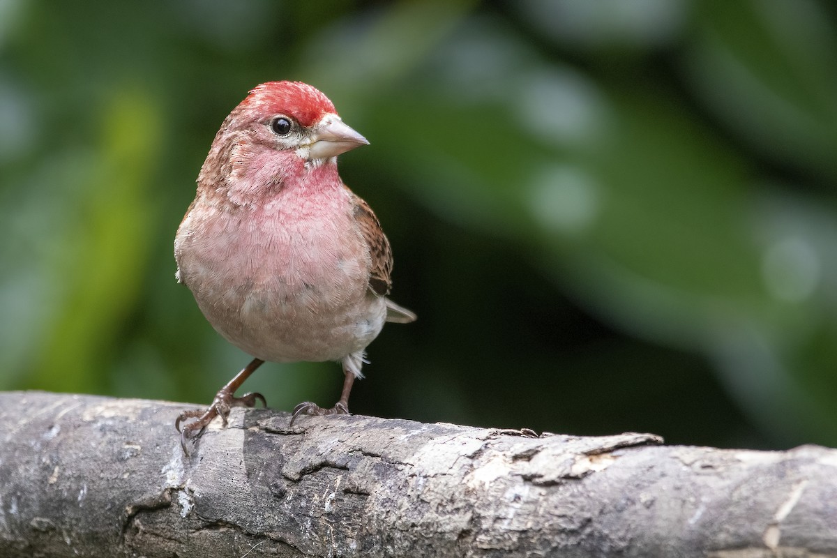 Cassin's Finch - ML340746321