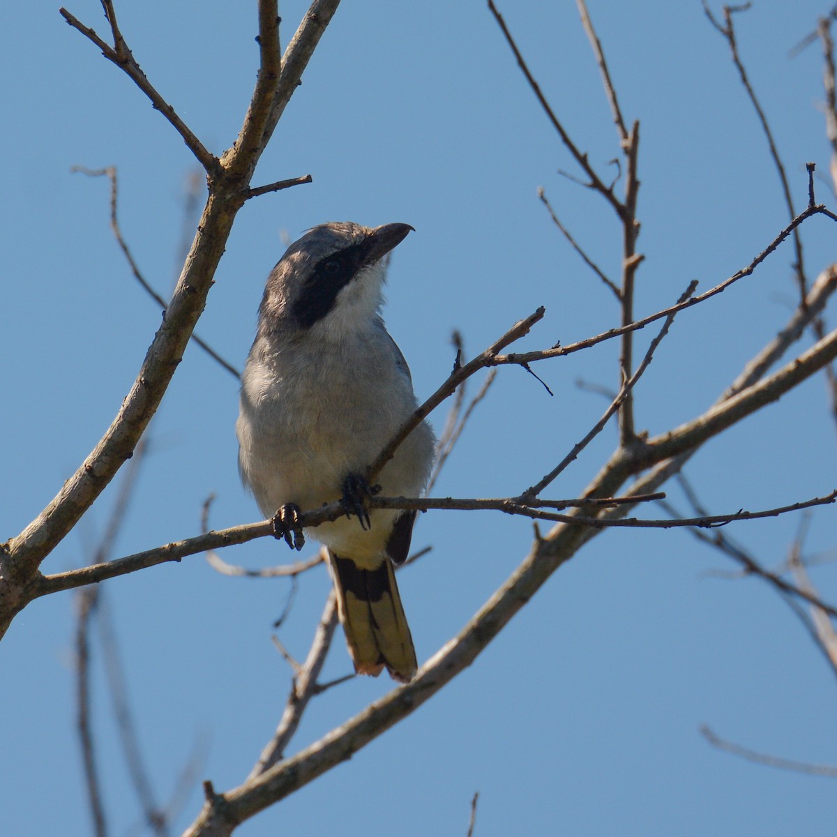 Loggerhead Shrike - ML34074651