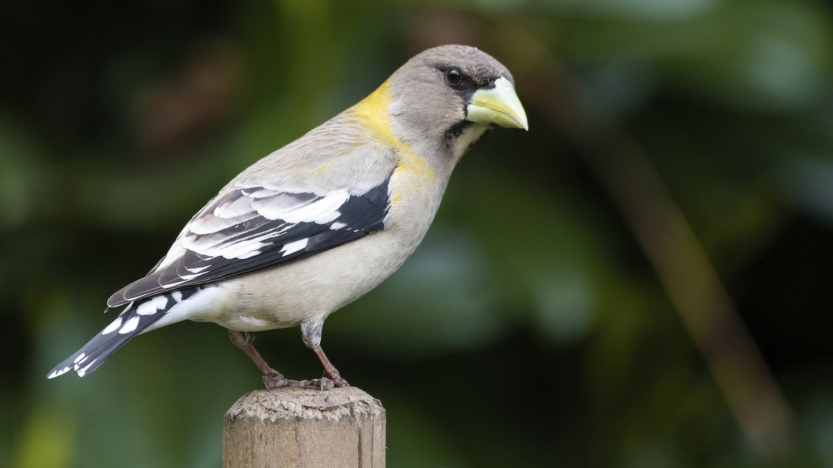 Evening Grosbeak - ML340746551