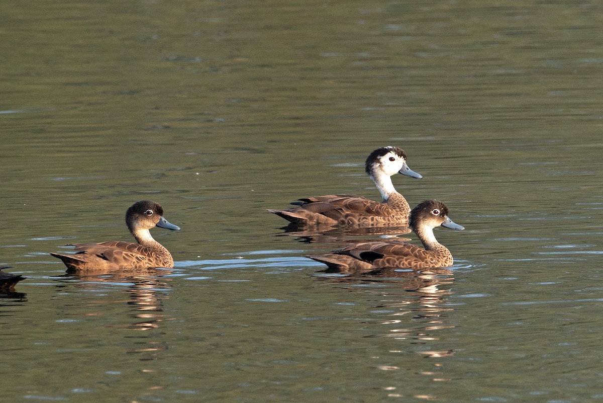 Andaman Teal - Yash Kothiala