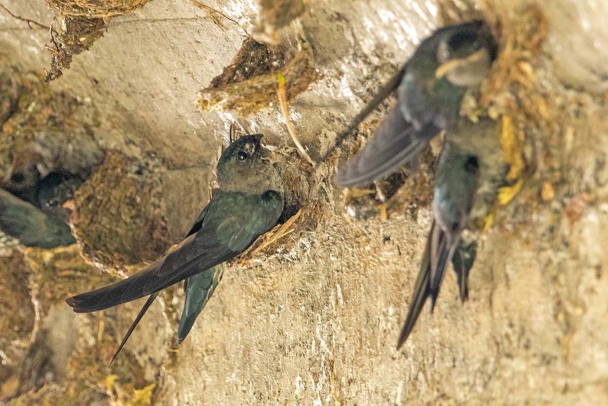 Plume-toed Swiftlet - Aseem Kothiala