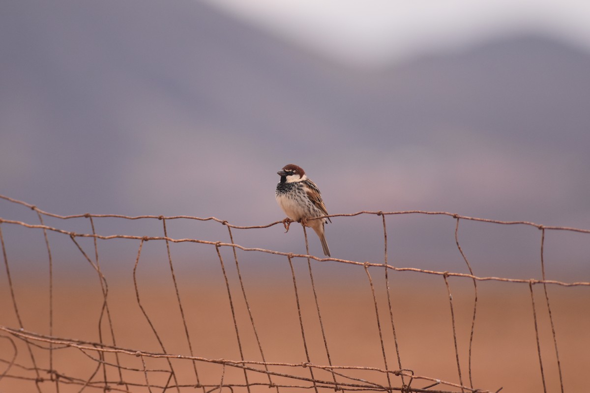 Spanish Sparrow - ML340748251