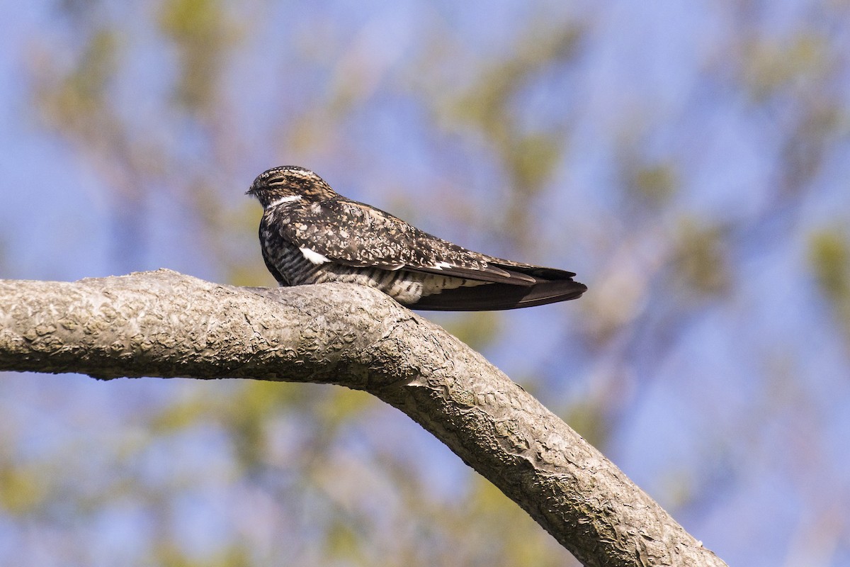 Common Nighthawk - ML340749021