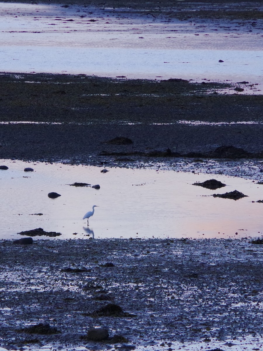 Little Egret - ML340749631