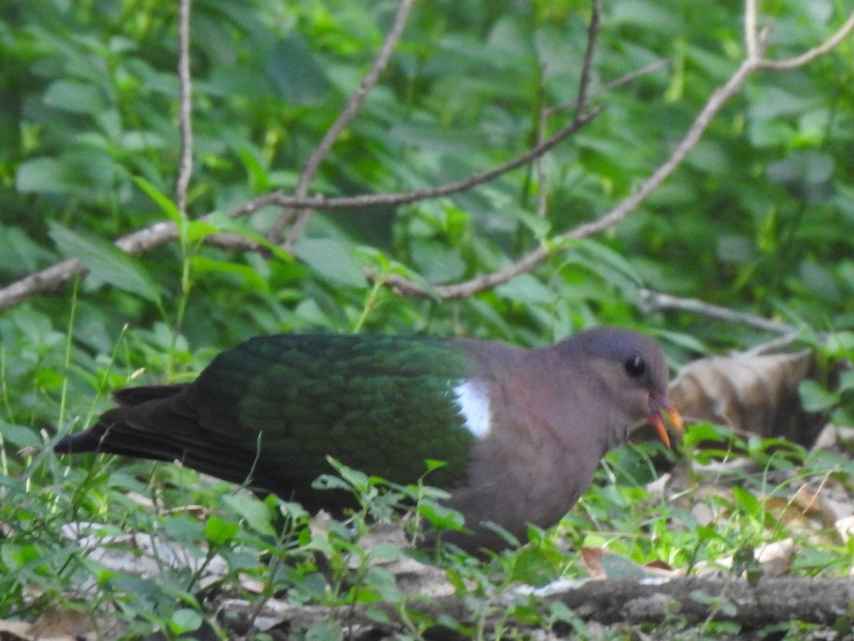 holub hnědohlavý - ML340751111