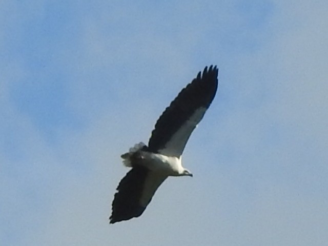 White-bellied Sea-Eagle - ML340751161