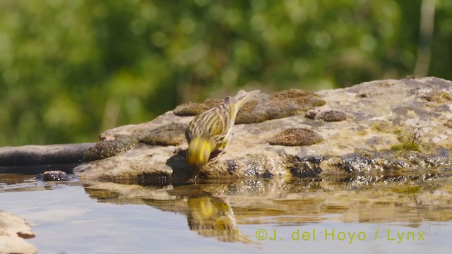 European Serin - ML340756391