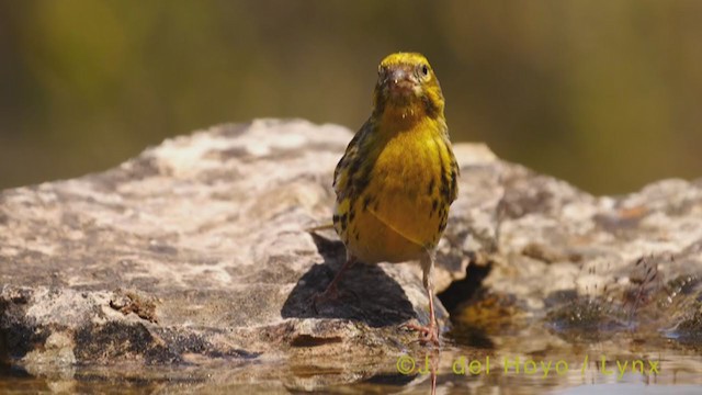 European Serin - ML340757371